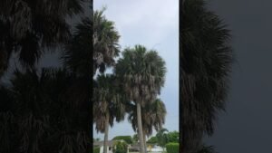 Florida Just Weather — Everyday Storm Life