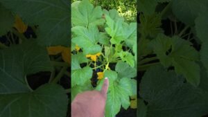 Quick Garden Update